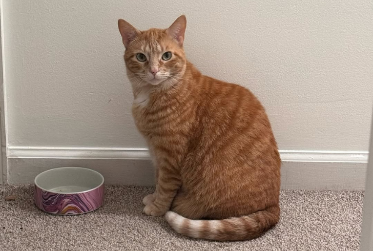 Nala orange cat