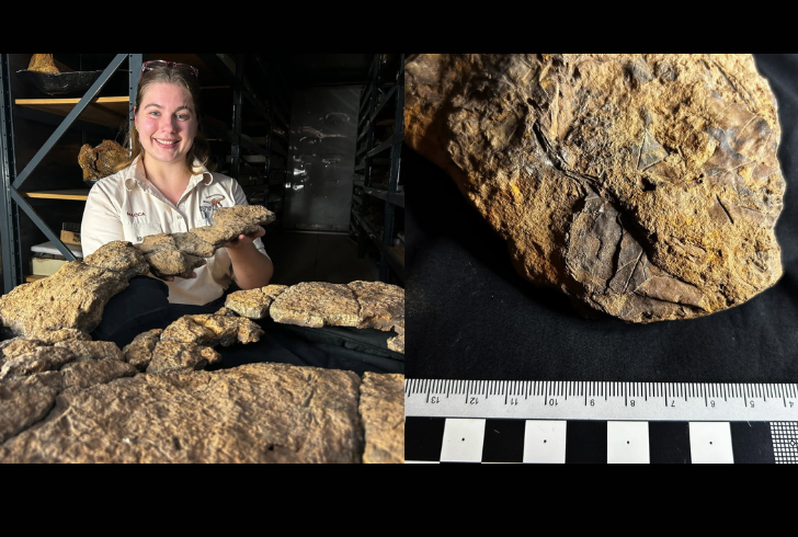Scientist holding sauropod fossil with preserved stomach contents
