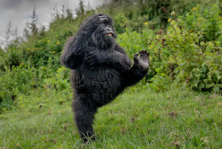 Nikon funniest wildlife photo winner dancing Gorilla