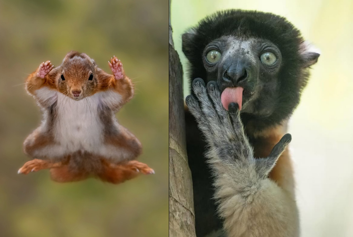 Nikon funniest wildlife photo